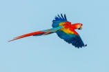 橙翅亚马逊鹦鹉(橙翅亚马逊鹦鹉的天性及养殖技巧)