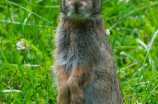 安哥拉兔：兔界珍品