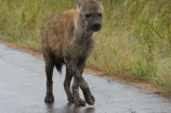 鬣狗hyena(探寻鬣狗的秘密)