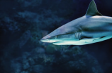 《小鲨鱼图片大全》，300多张精美小鲨鱼图片，令人心驰神往！