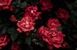 探秘绿玫瑰：美丽与神秘的结合