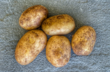 木薯淀粉(木薯淀粉的营养价值与使用方法)