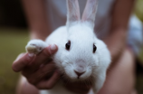 小兔子乖乖的故事-愿意做好事的兔子